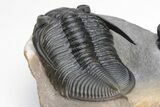 Beautiful Zlichovaspis Trilobite With Enrolled Reedops #226053-5